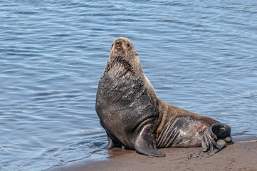 Northern Fur Seal (Callorhinus ursinus) at hauling-out in St. George Island, Pribilof Islands, Alaska, USA