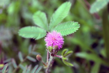 flower of a thistle