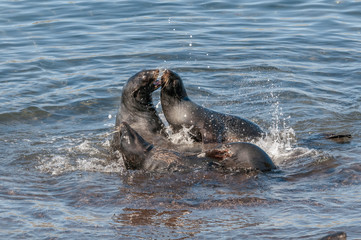 Fototapeta premium Northern Fur Seal (Callorhinus ursinus) at hauling-out in St. George Island, Pribilof Islands, Alaska, USA