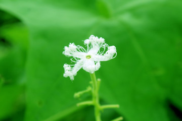 white flower in the garden