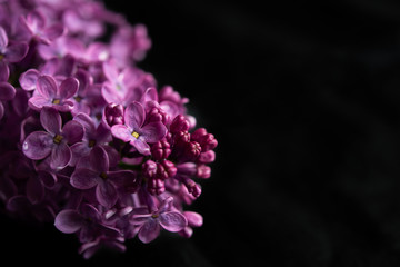 Blossom white and purple lilac close up isolated on the black background.