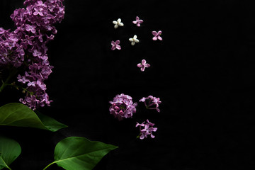 Blossom white and purple lilac close up isolated on the black background.