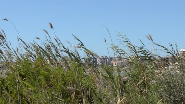 Arundo donax canes moving with wind with sun in a summer day and a small town in background
