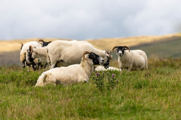 Obraz premium Grazing Sheep in Scottish Highlands