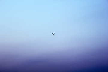 a bird is flying in the sky alone