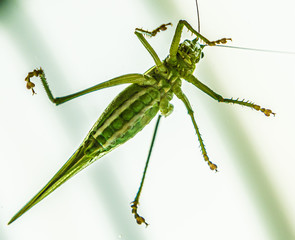 Heupferd auf Glas