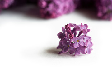 Blossom white and purple lilac with leaves isolated on the white background with copy space.
