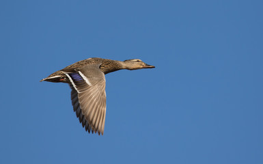 duck in flight