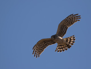 hawk flying, northern harrier 
