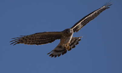 hawk flying, northern harrier in flight