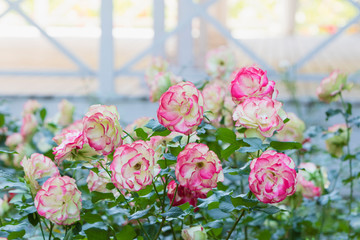 Flowers on a flower bed in the garden of the city park.