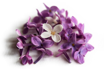 Blossom white and purple lilac isolated on the white background with copy space. Heart shape of lilac petals.