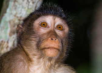 Macaque Monkey in the trees along the Kinabatangan River in Borneo