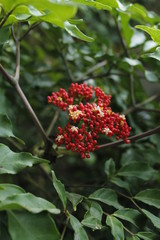 Obraz premium Plant called Sambucus Chinensis. Beautiful flowers.