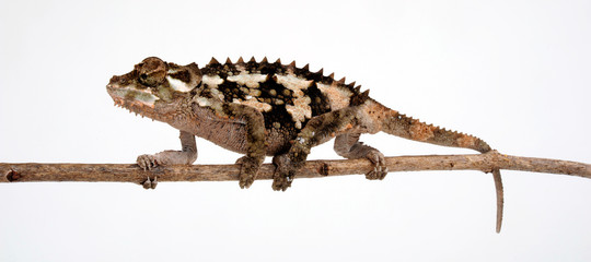 Spiny-flanked chameleon / Seitenstachelchamäleon (Trioceros laterispinis) © bennytrapp