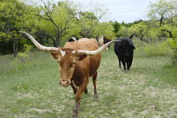 Texas longhorn cow with beef herd of cattle in spring pasture.