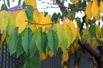 Autumn gradient, leaves from yellow to green on the branch.