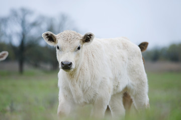 Charolais calf portrait in farm field with green grass blurred background, beef cow concept.