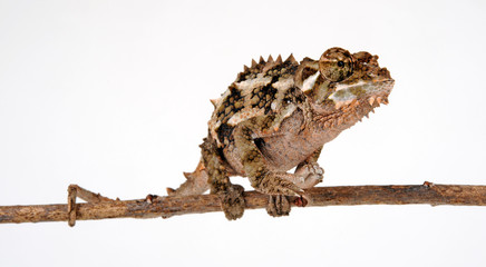 Spiny-flanked chameleon / Seitenstachelchamäleon (Trioceros laterispinis) © bennytrapp