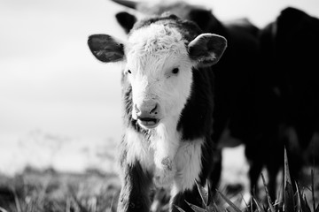 Hereford calf with herd in field in black and white close up, beef breed of baby cow.
