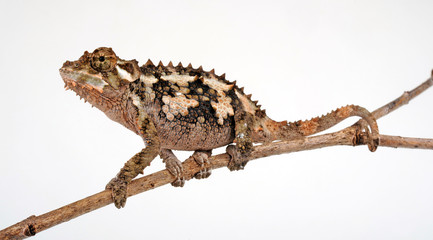 Spiny-flanked chameleon / Seitenstachelchamäleon (Trioceros laterispinis) © bennytrapp