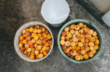 Lots of orange, yellow ripe apricots in a plastic bucket, top view. Excellent, good fruit harvest.