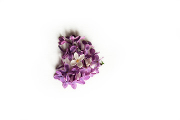 Blossom white and purple lilac isolated on the white background with copy space. Heart shape of lilac petals.