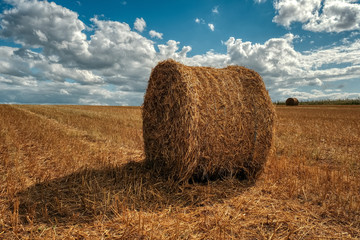 Wheat field with bales of straw in the summer.