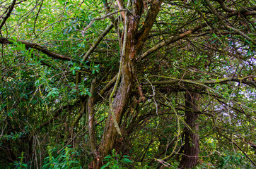 Fototapeta premium impenetrable thickets of trees