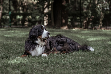 Beautiful big dog in a meadow in the park