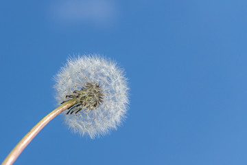 A white fluffy dandelion head with seeds is on a beautiful blue sky background