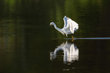 Snowy Egret dripping water from beak while chasing fish