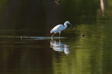 Snowy Egret wading in shallow water while chasing fish to eat