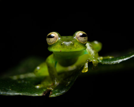 Green Glassfrog