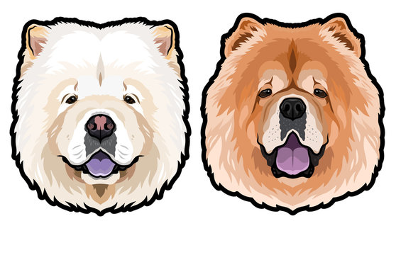 Chow Chow dog portrait vector illustration