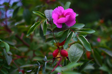 Red and delicate rosehip flowers with berries on a green Bush