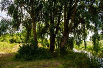 three willows on the high bank of the river