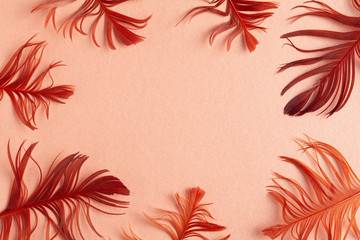 Beautiful red bird feathers on coral background. Flat lay with copy space