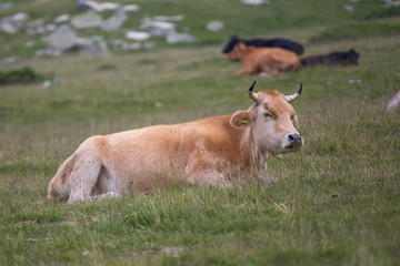Fototapeta premium Cows eating grass on mountain pasturage in Pirin National Park, Bulgaria