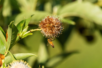 Honeybee hanging from the bottom of a Buttonbush flower