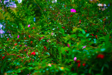 Beautiful green wild rose bushes with flowers and berries