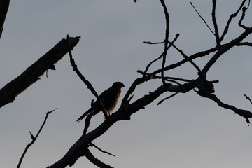 Red-tailed Hawk silhouette on bare branches in top of tree