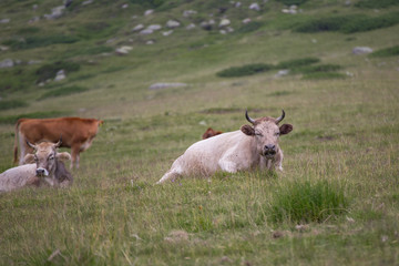 Cows eating grass on mountain pasturage in Pirin National Park, Bulgaria