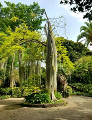 The tree in the park of Tenerife, Spain🏝🇮🇨