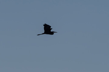 Great Blue Heron silhouetted in clear sky with wings raised