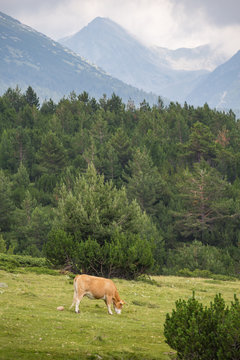Cows eating grass on mountain pasturage in Pirin National Park, Bulgaria
