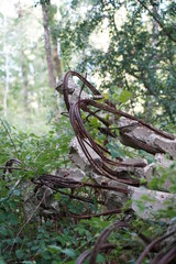 the destruction,france