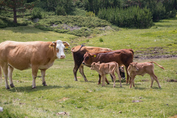 Naklejka na ściany i meble Cows eating grass on mountain pasturage in Pirin National Park, Bulgaria