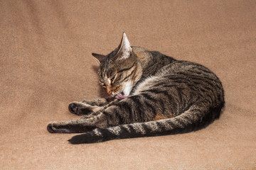 Pet cleaning: tabby cat licks fur