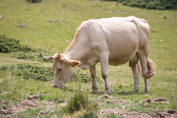 Cows eating grass on mountain pasturage in Pirin National Park, Bulgaria